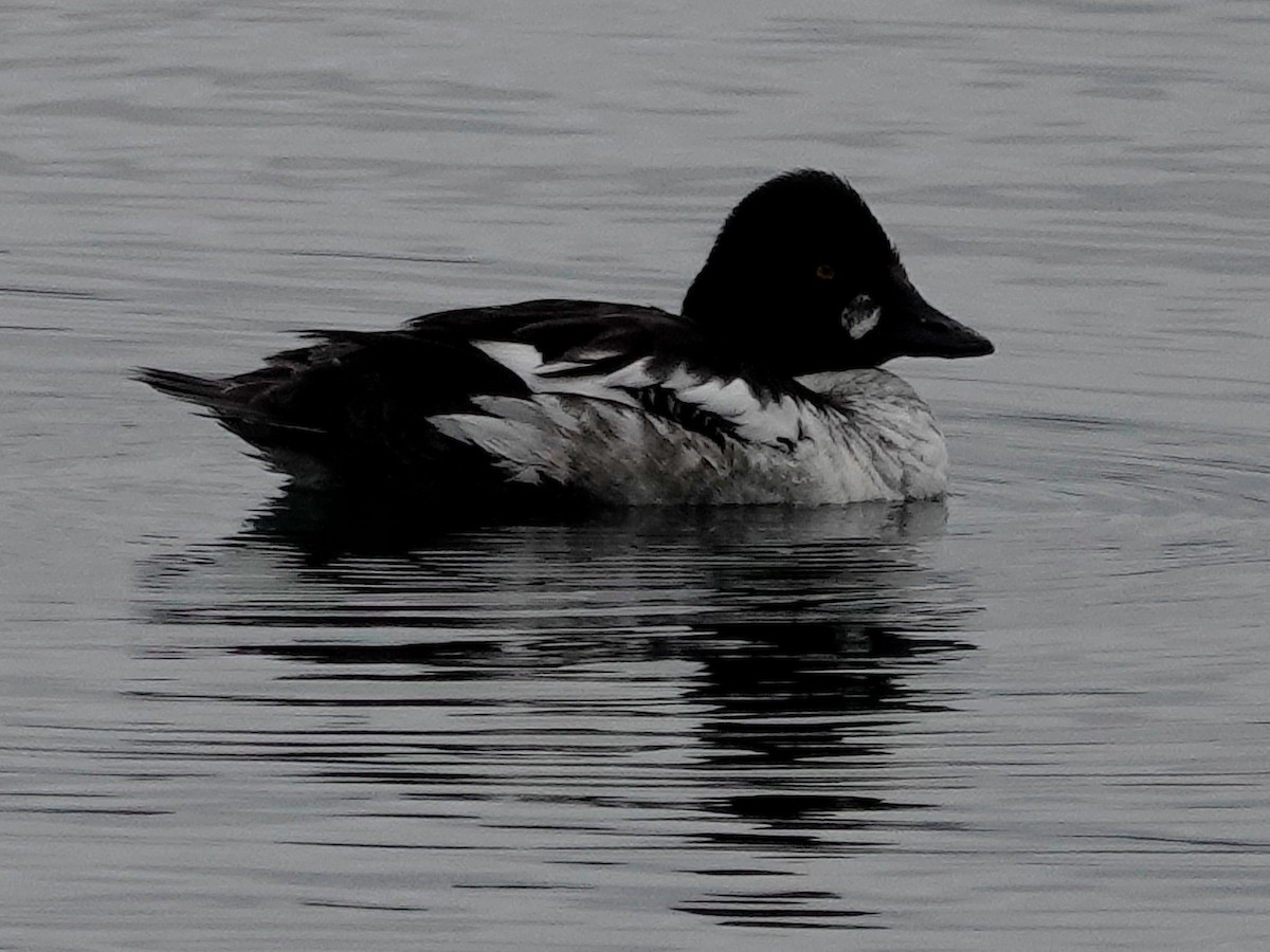 Common Goldeneye - ML617270386