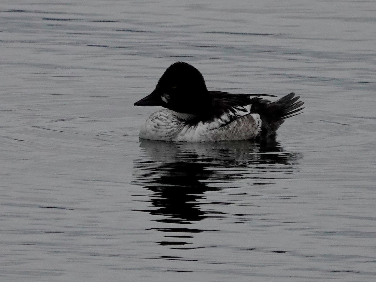 Common Goldeneye - ML617270389