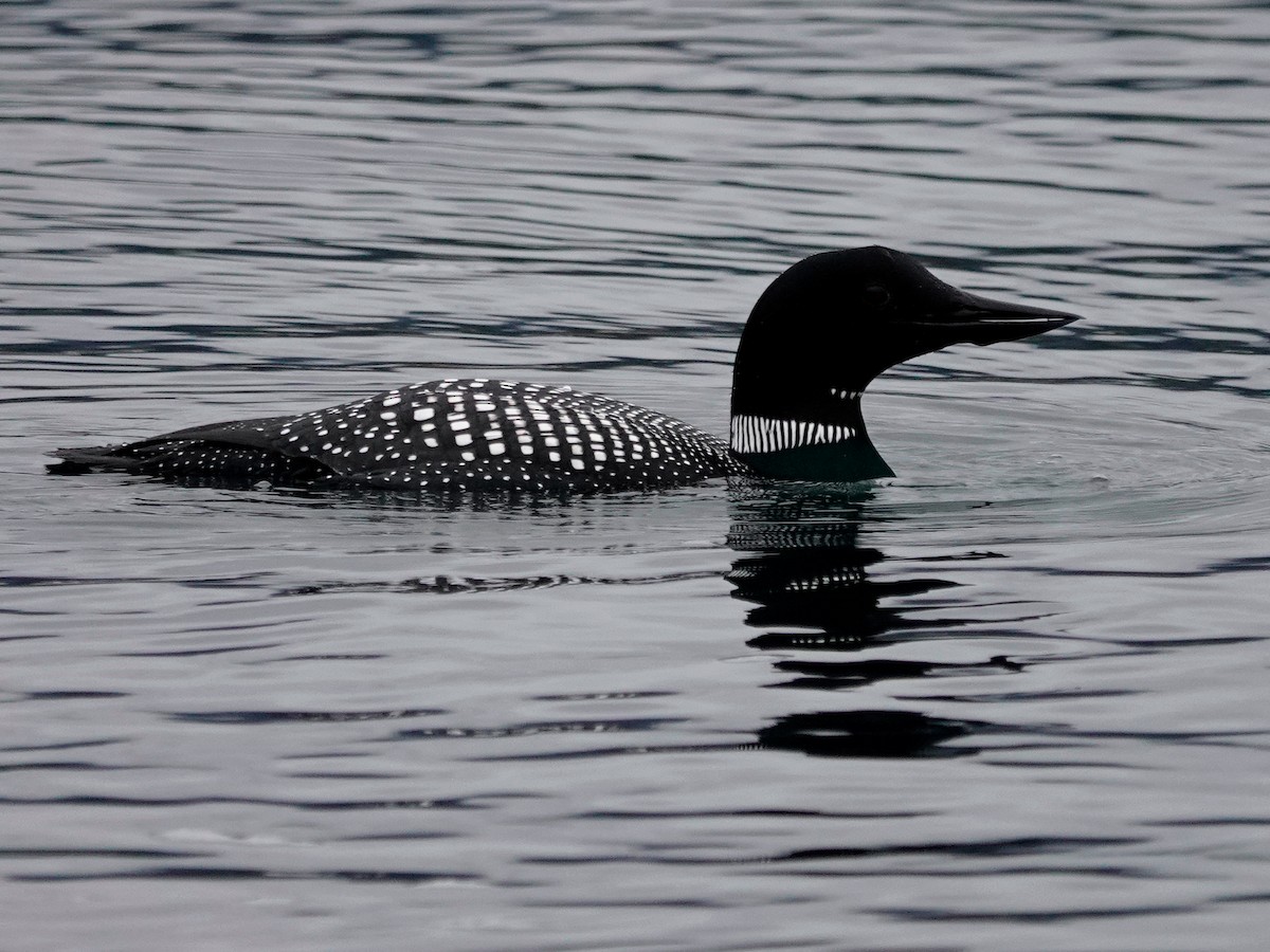 Common Loon - Lindsey Schromen-Wawrin