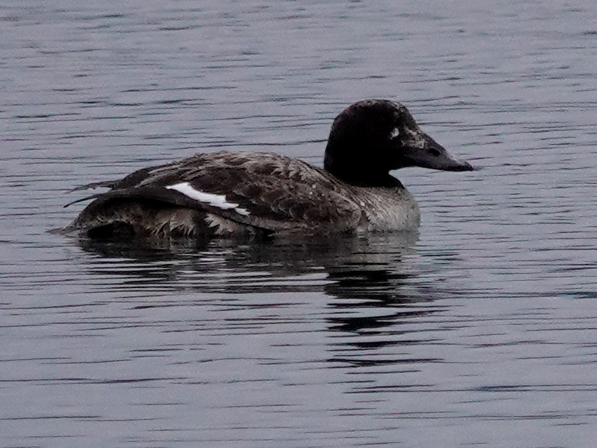 White-winged Scoter - ML617270412