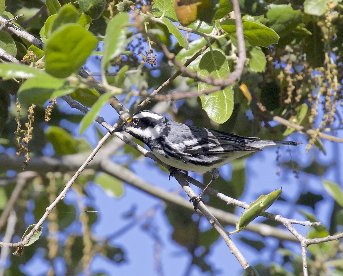 Black-throated Gray Warbler - Alison Hiers