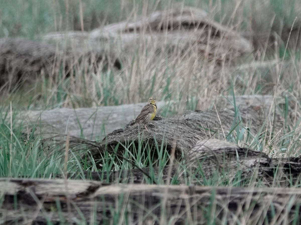 Western Meadowlark - ML617270417