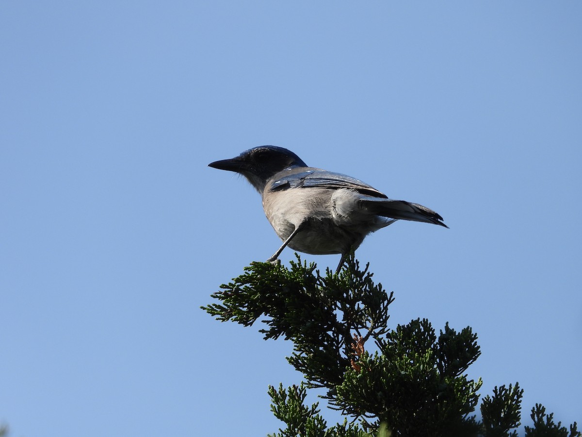 Woodhouse's Scrub-Jay (Woodhouse's) - ML617270458