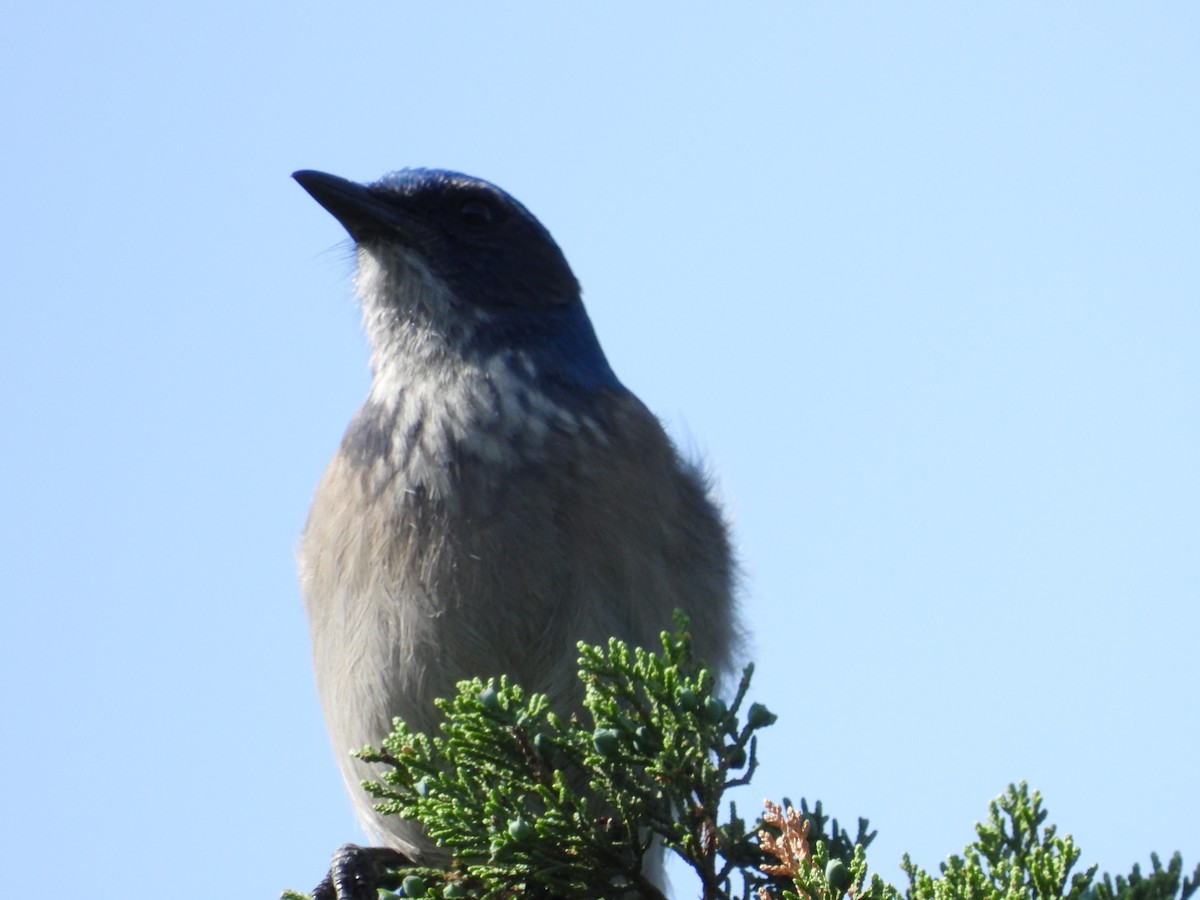 Woodhouse's Scrub-Jay (Woodhouse's) - ML617270459