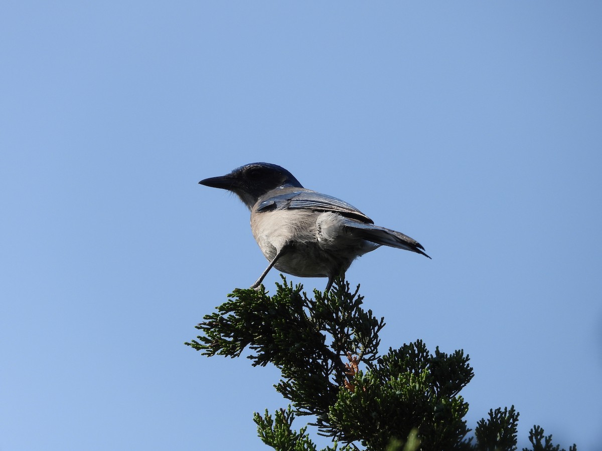 Woodhouse's Scrub-Jay (Woodhouse's) - ML617270460