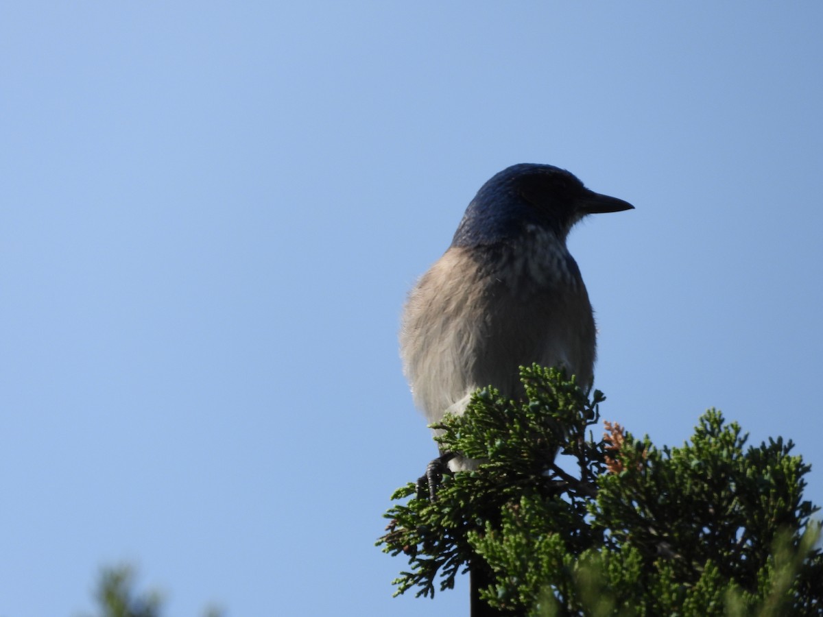 Woodhouse's Scrub-Jay (Woodhouse's) - ML617270461