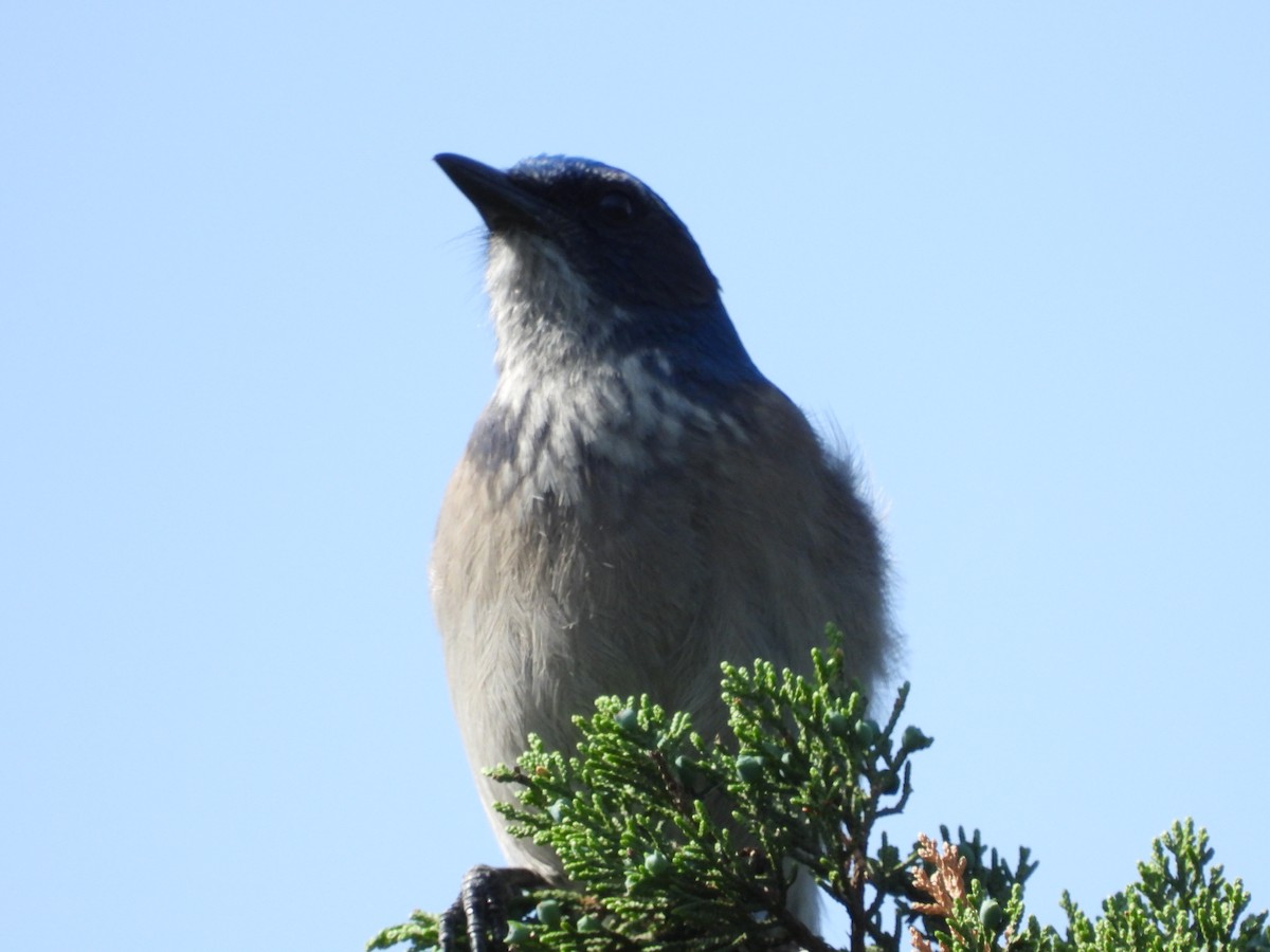 Woodhouse's Scrub-Jay (Woodhouse's) - ML617270462