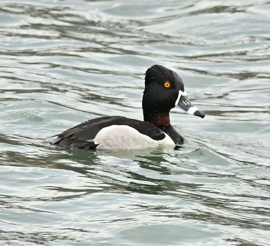 Ring-necked Duck - Regis Fortin