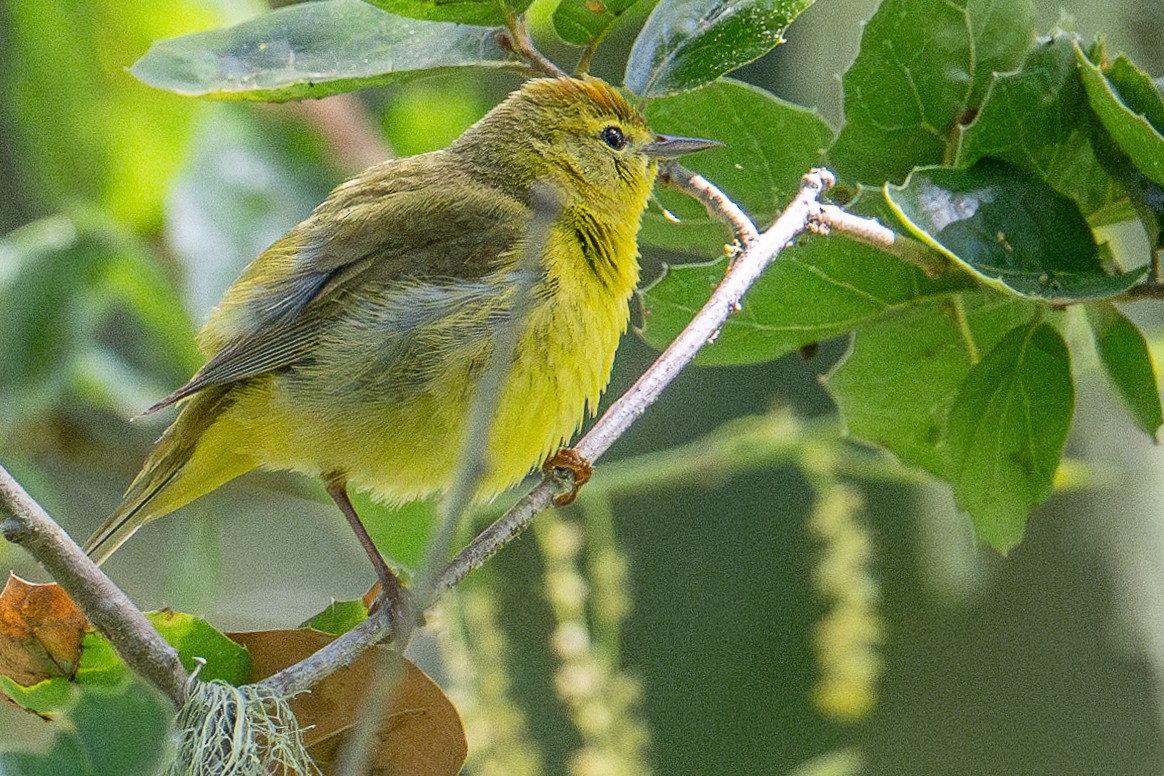 Orange-crowned Warbler (lutescens) - ML617270507