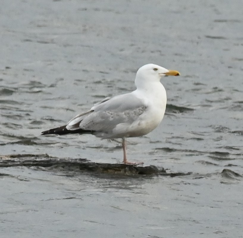 Herring Gull - Regis Fortin