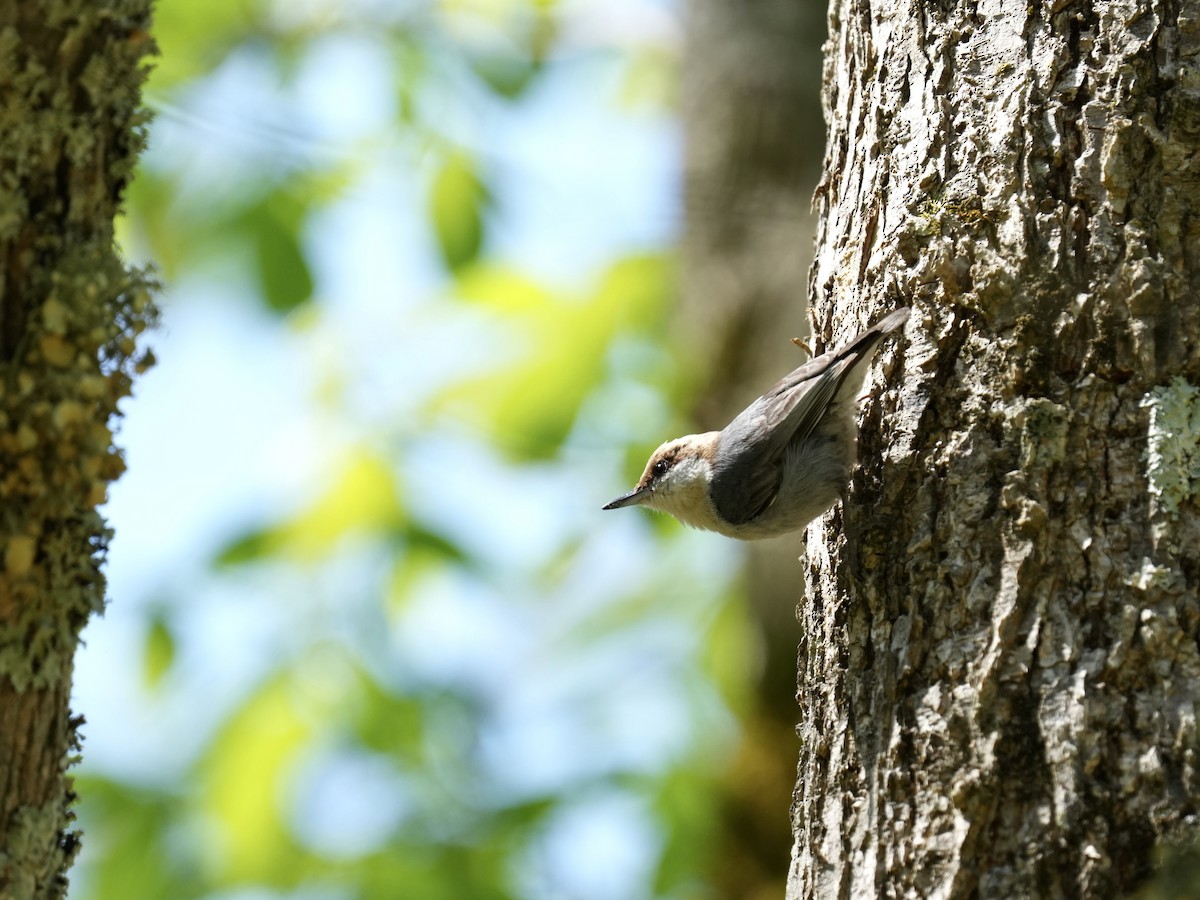 Brown-headed Nuthatch - ML617270511