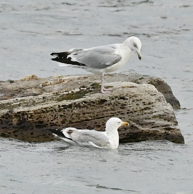 Herring Gull - Regis Fortin