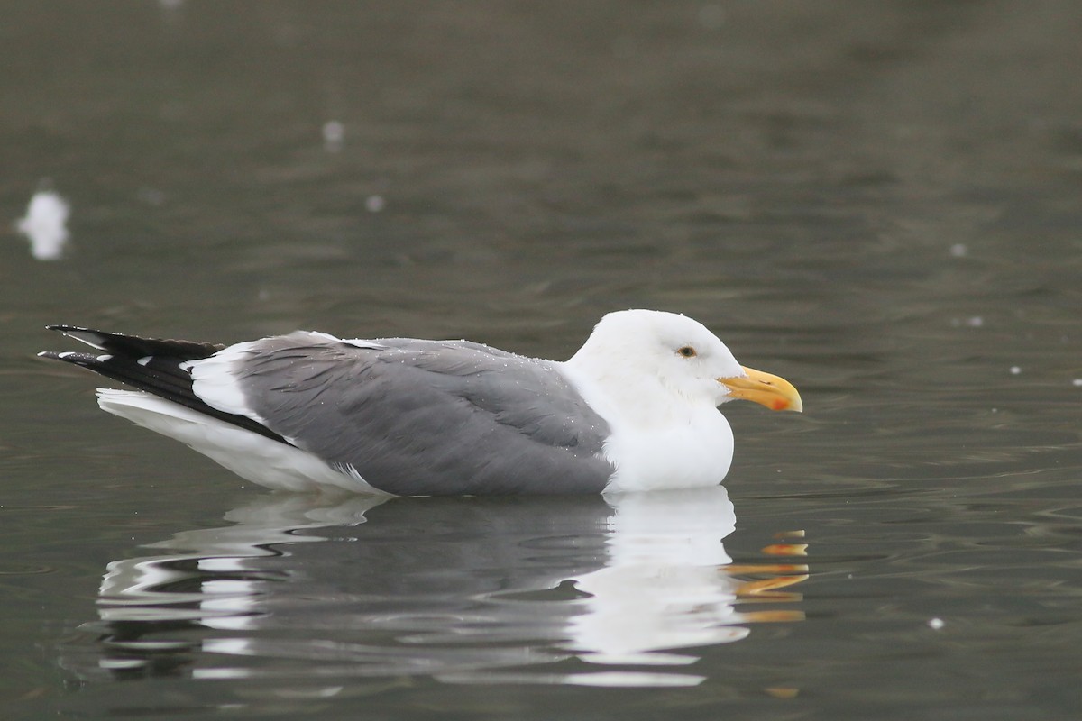 Western Gull - ML617270548