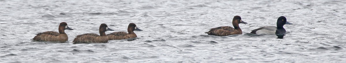 Greater Scaup - ML617270574