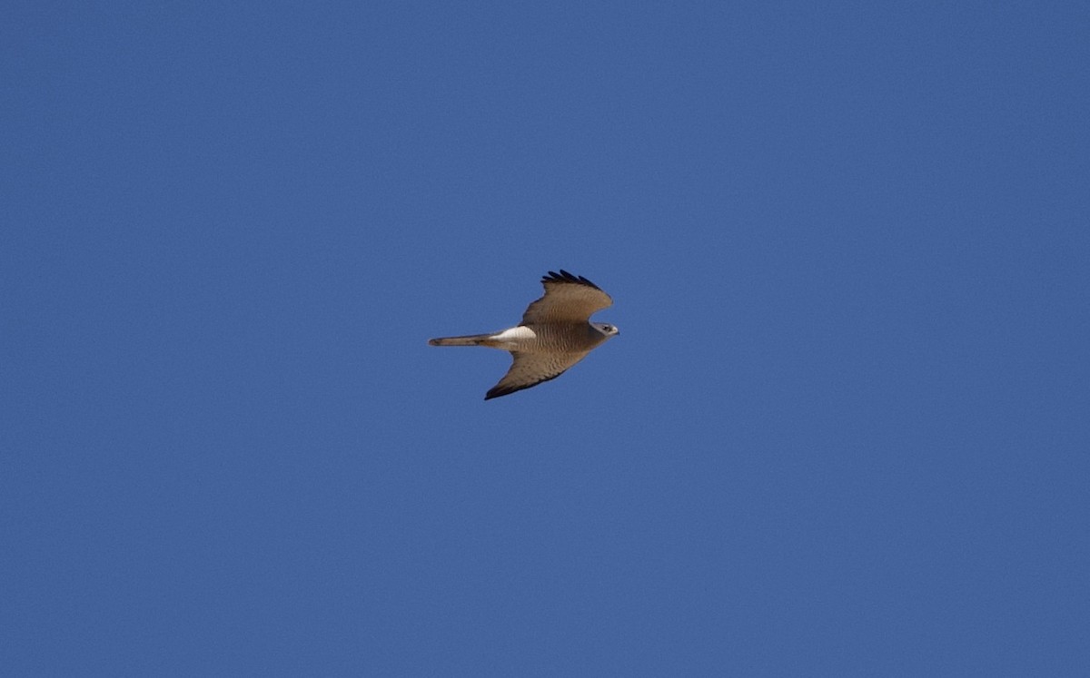 Levant Sparrowhawk - Mansour Elkerdany