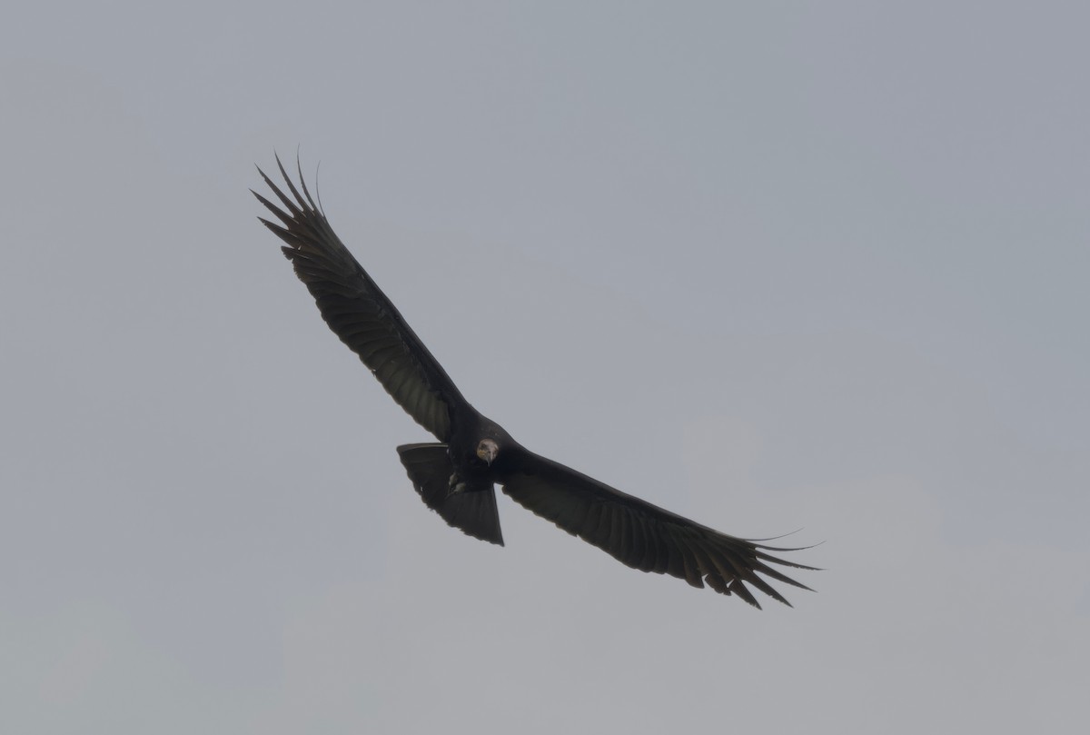 Greater Yellow-headed Vulture - Ken Rosenberg