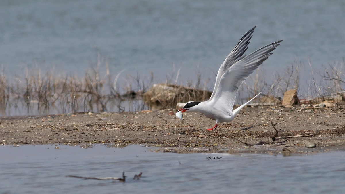 Common Tern - ML617270633