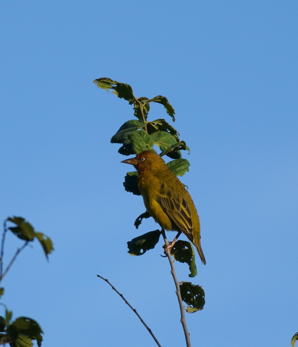 Cape Weaver - Sarah Foote