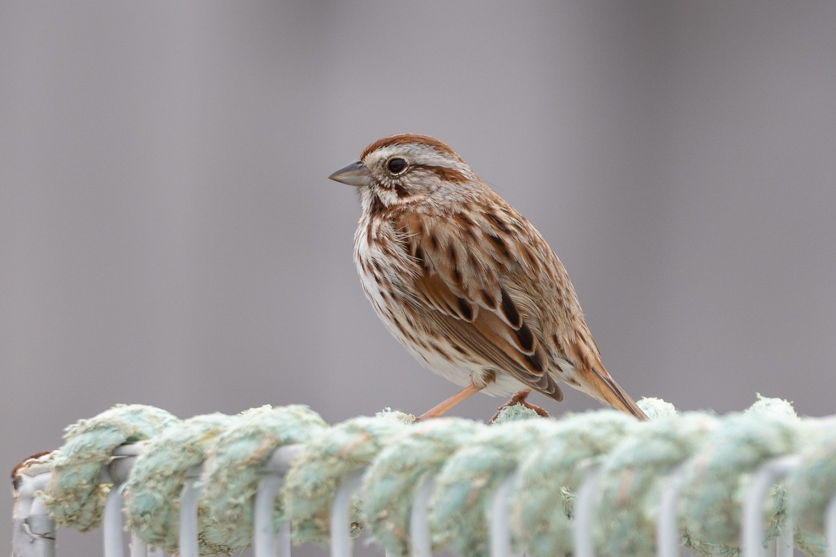 Song Sparrow - Lyall Bouchard