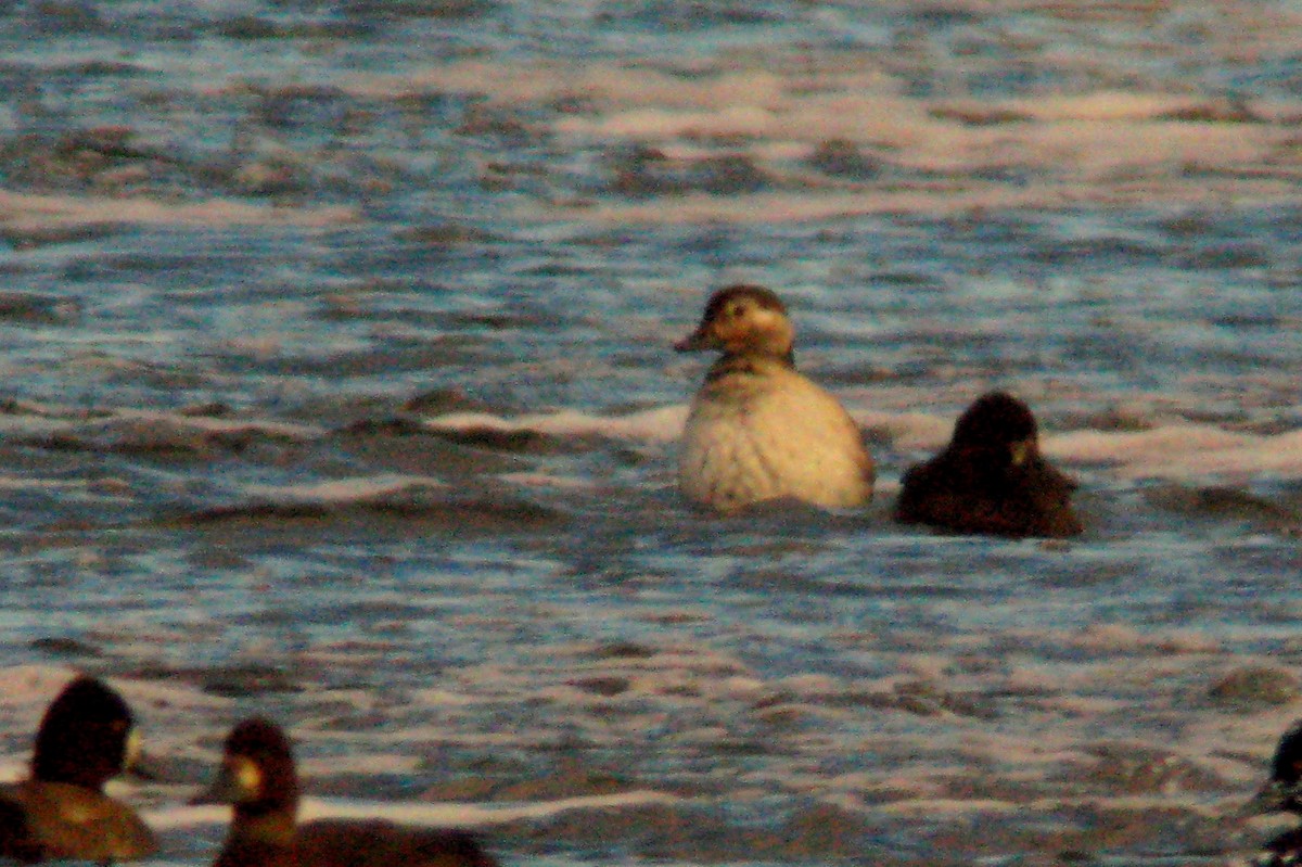 Long-tailed Duck - ML617270723