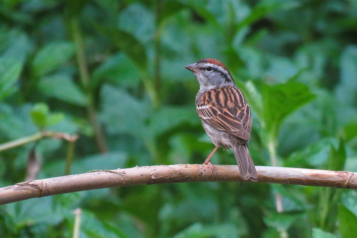 Chipping Sparrow - ML617270757