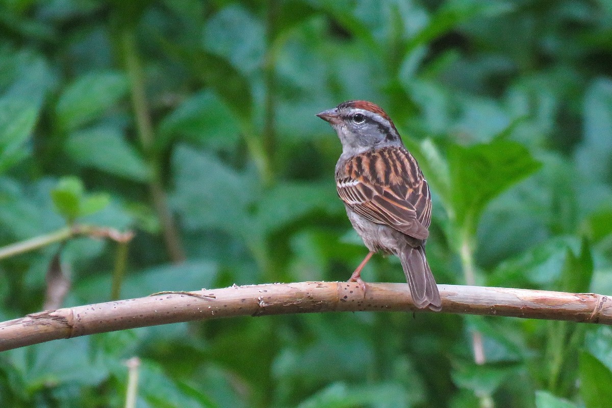 Chipping Sparrow - Eduardo Rivera