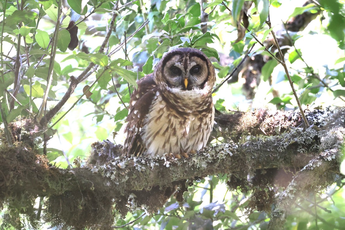 Fulvous Owl - ML617270787