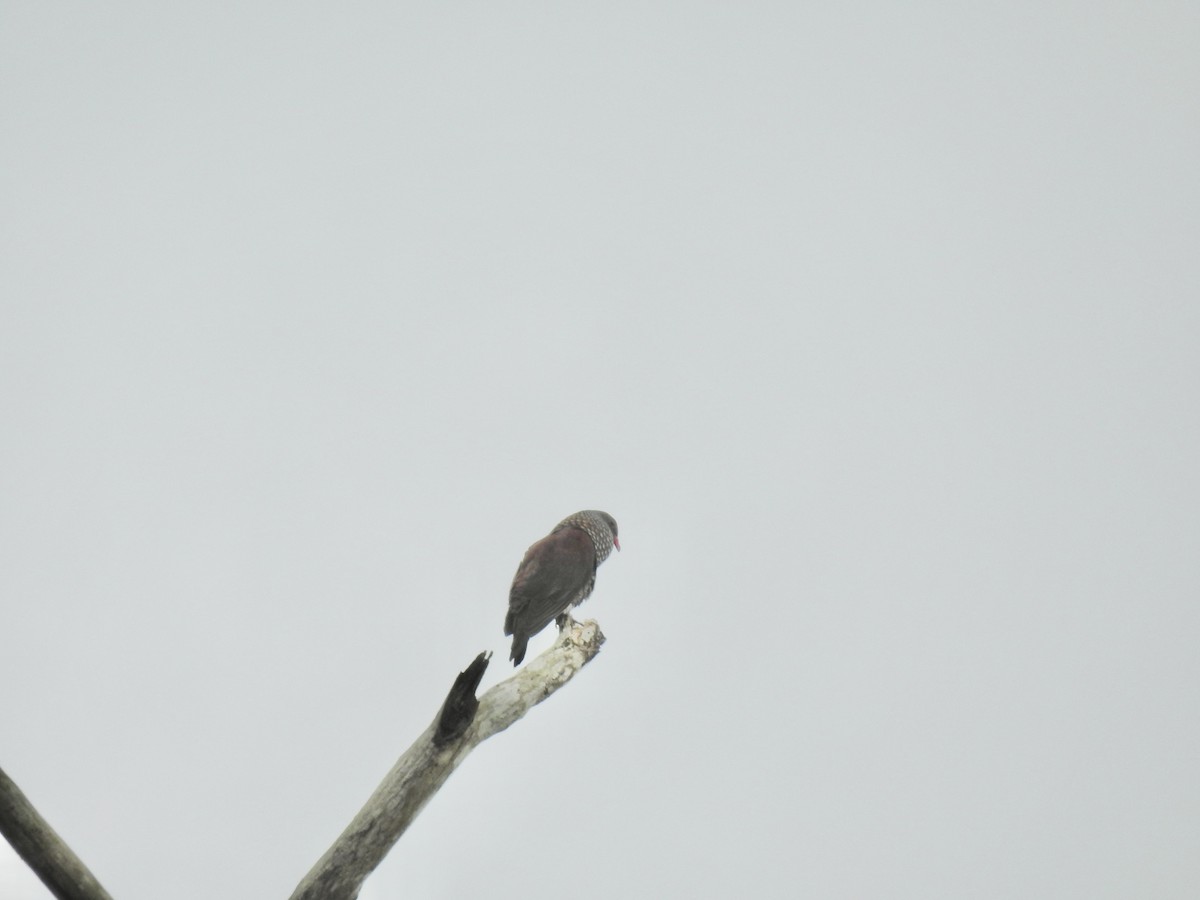 Pigeon ramiret - ML617270954