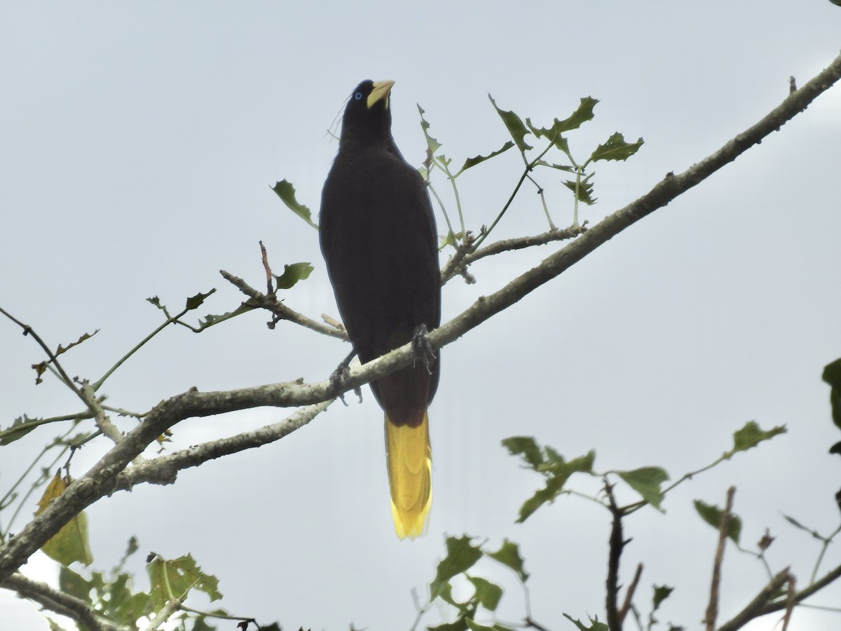 Crested Oropendola - ML617270996