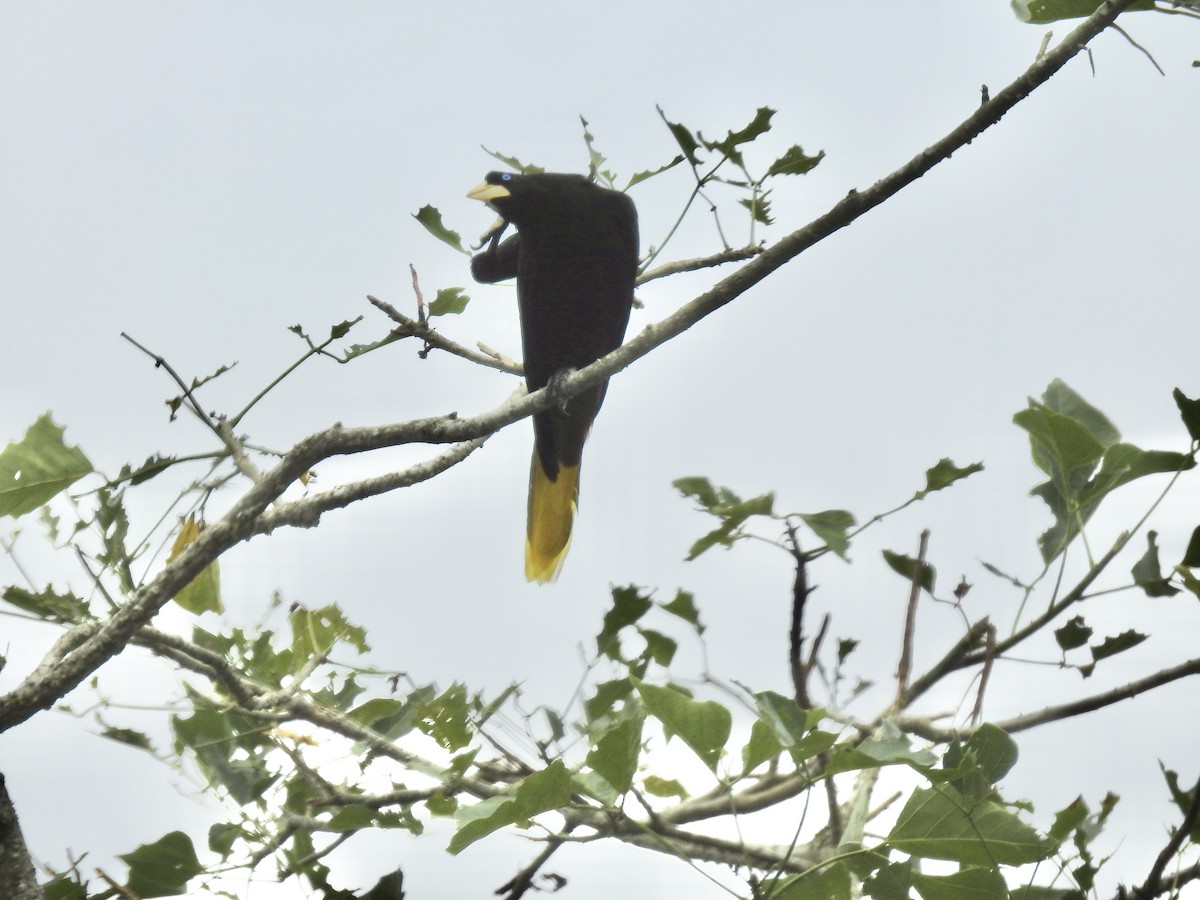 Crested Oropendola - ML617271007