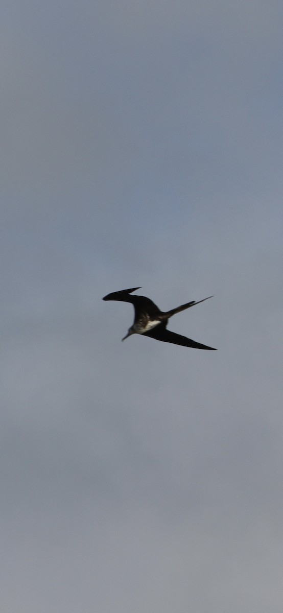 Magnificent Frigatebird - ML617271053