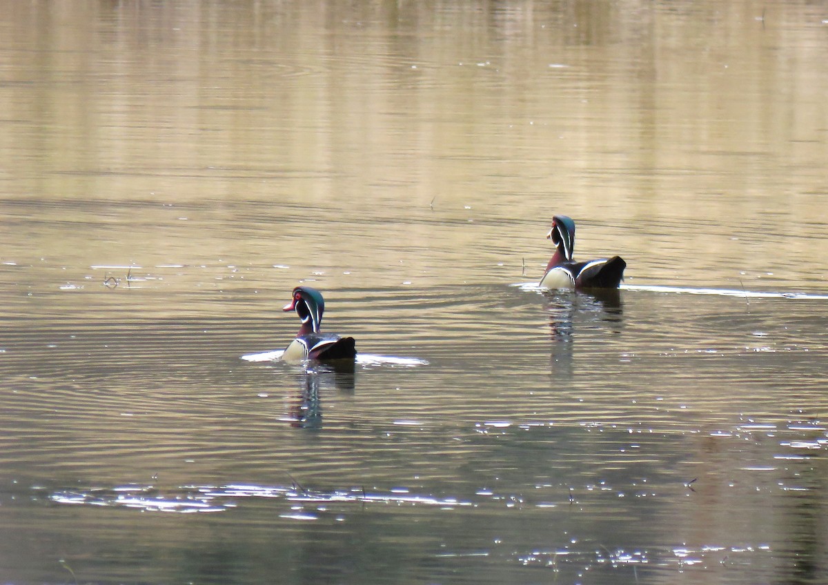 Wood Duck - ML617271057