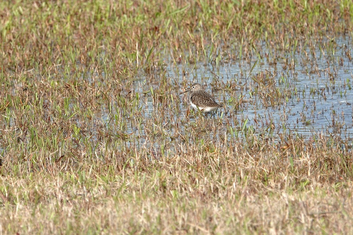 Solitary Sandpiper - ML617271060