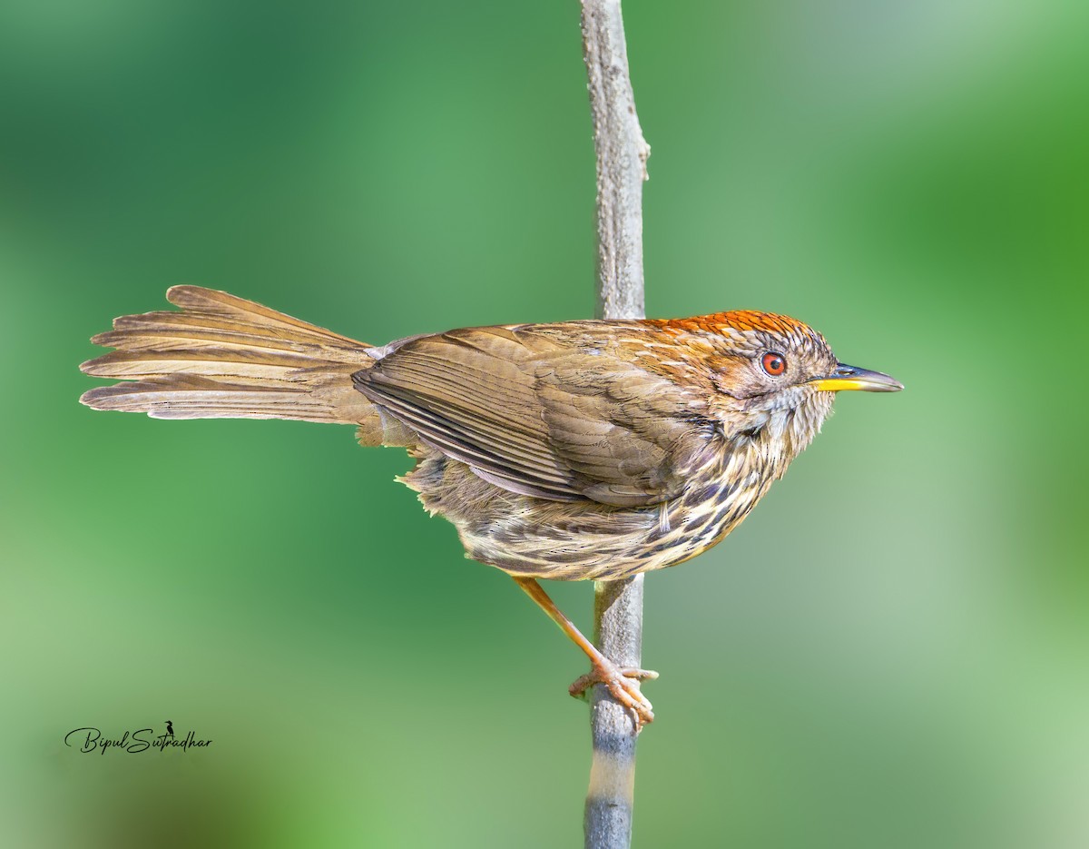 Puff-throated Babbler - ML617271071