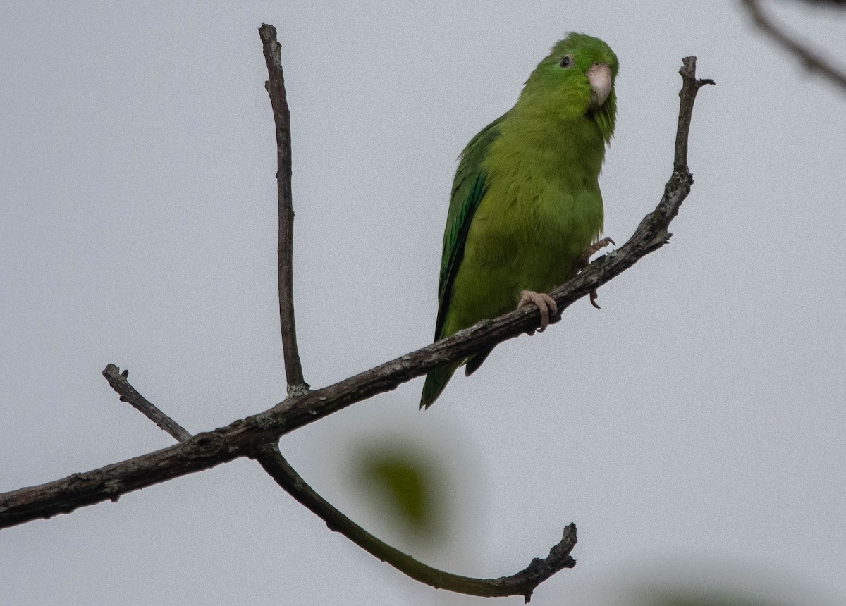 Spectacled Parrotlet - ML617271112