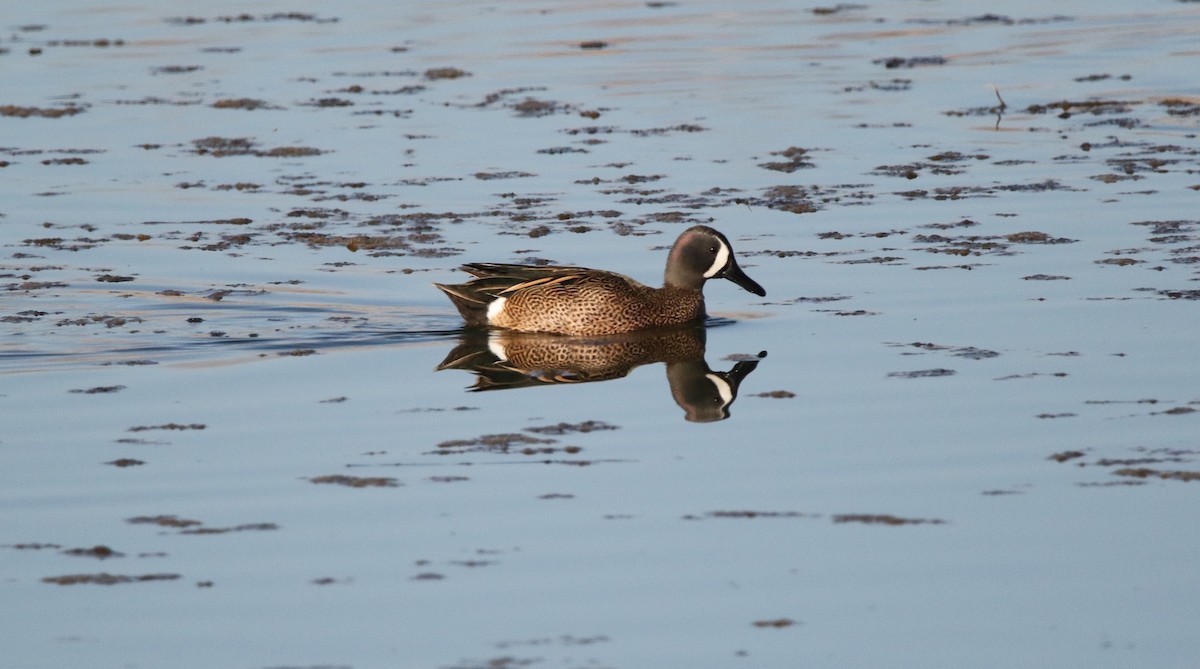 Blue-winged Teal - Sperry Megerian