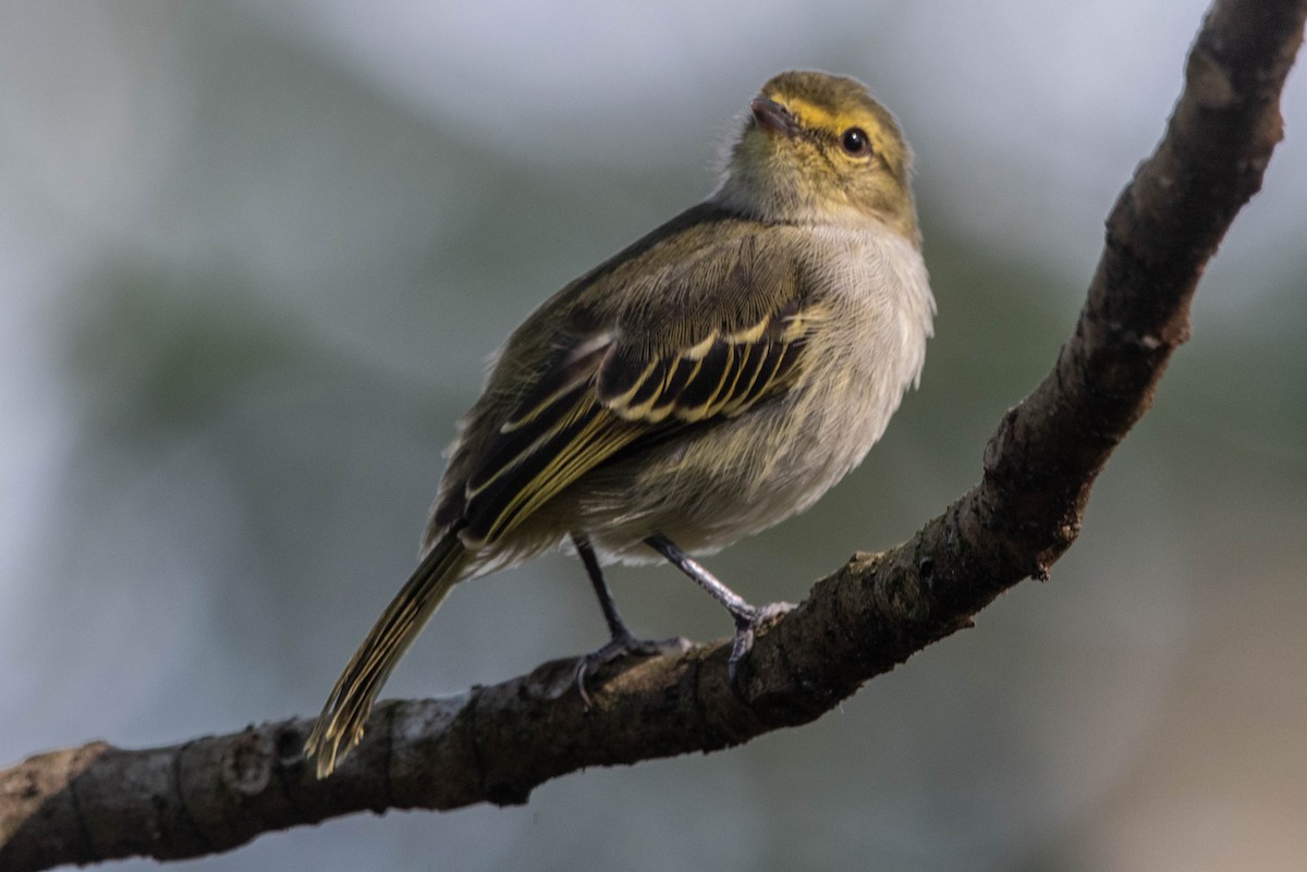 Golden-faced Tyrannulet - ML617271124