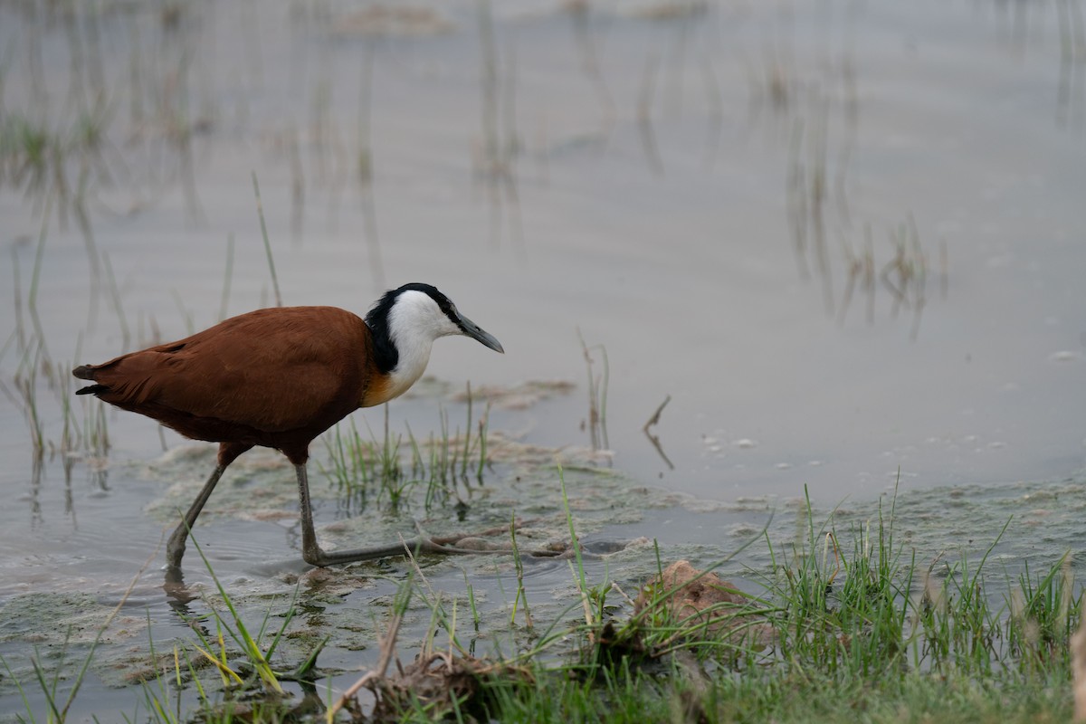 African Jacana - Alexander Zackrisson