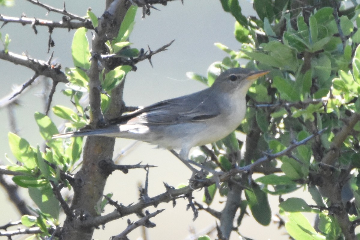 Olive-tree Warbler - James Brooke