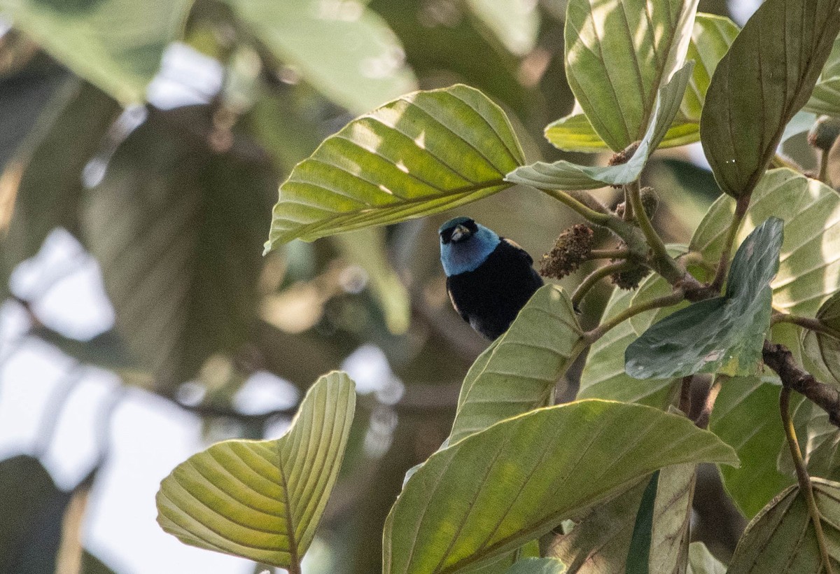 Blue-necked Tanager - ML617271167