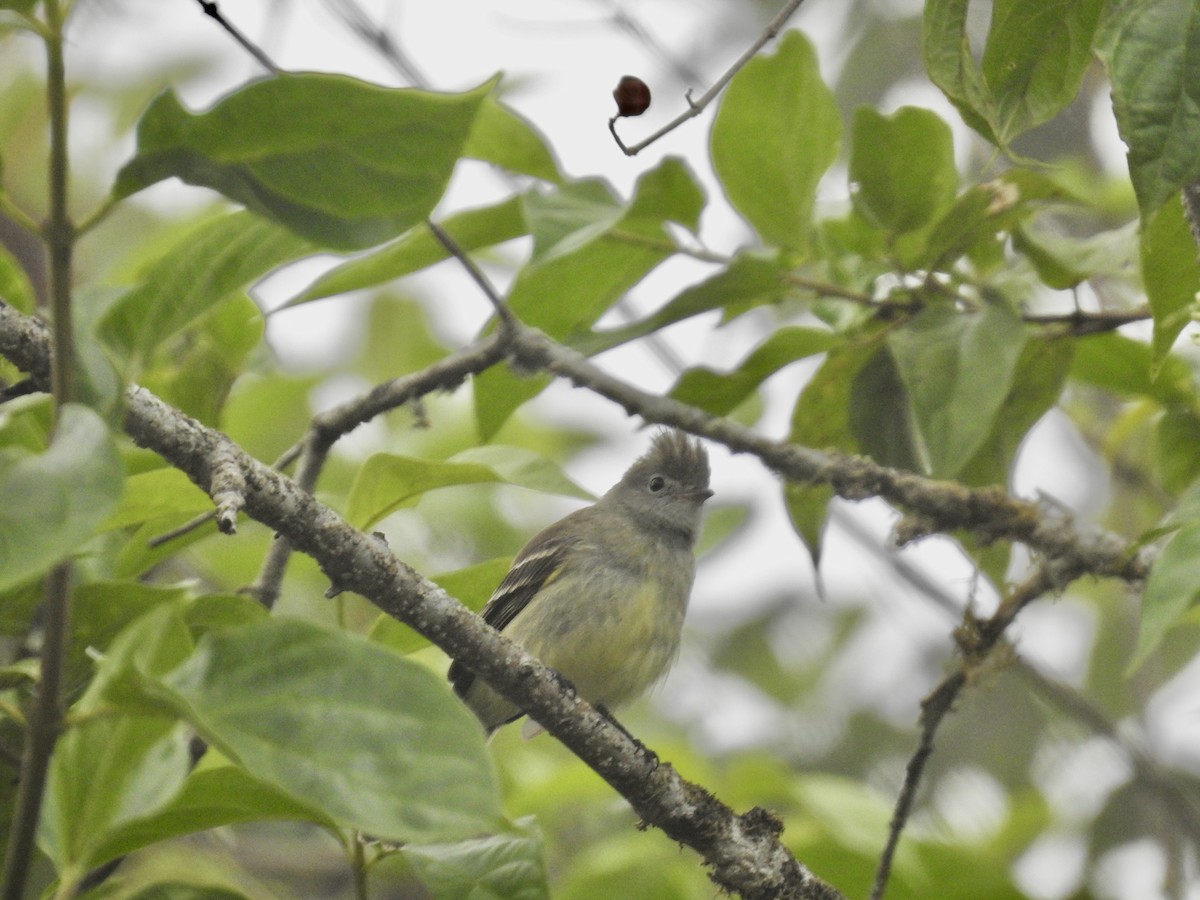 Yellow-bellied Elaenia - ML617271175