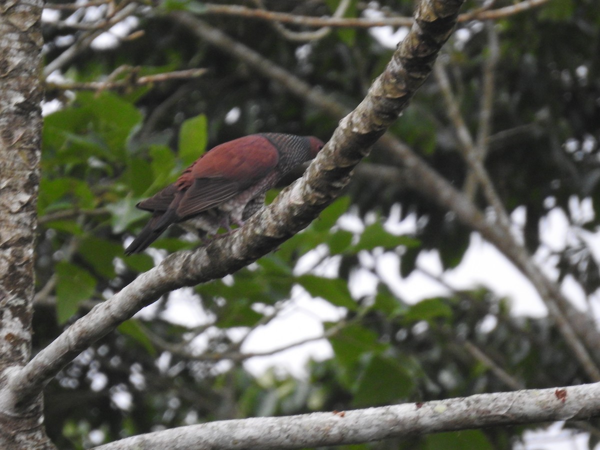 Scaled Pigeon - ML617271186