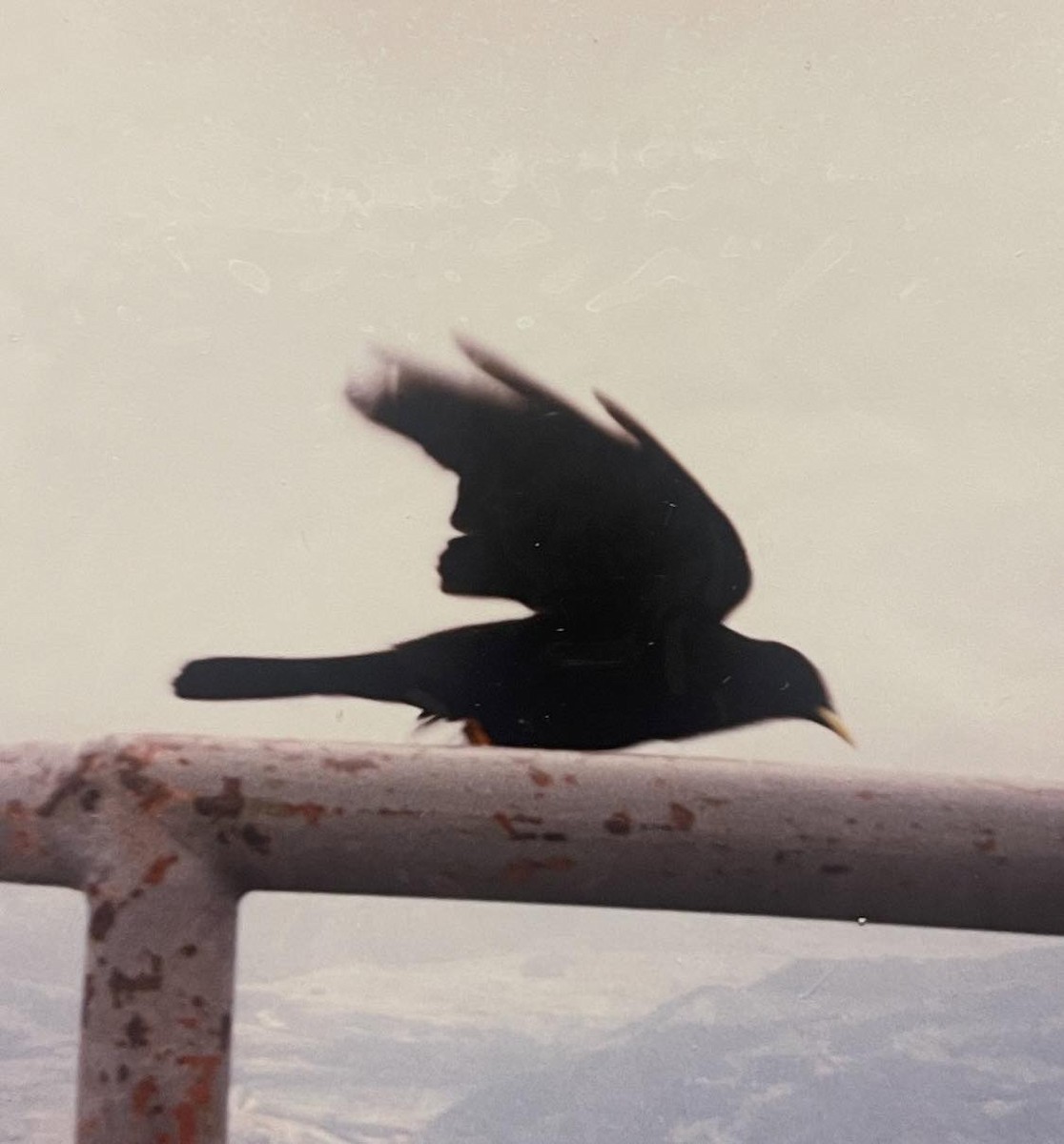 Yellow-billed Chough - ML617271199