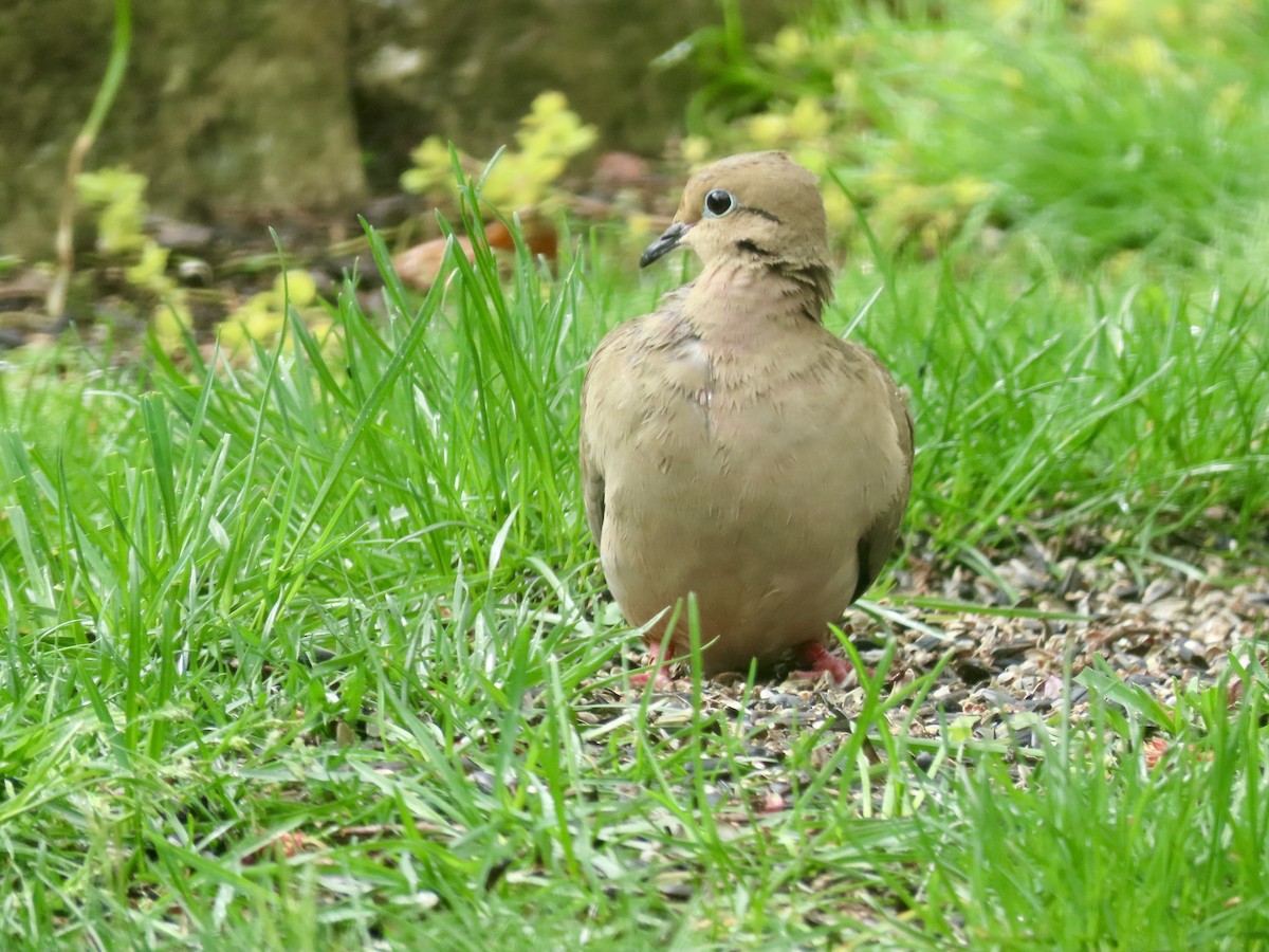 Mourning Dove - ML617271223