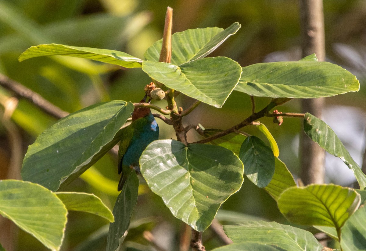 Bay-headed Tanager - ML617271247