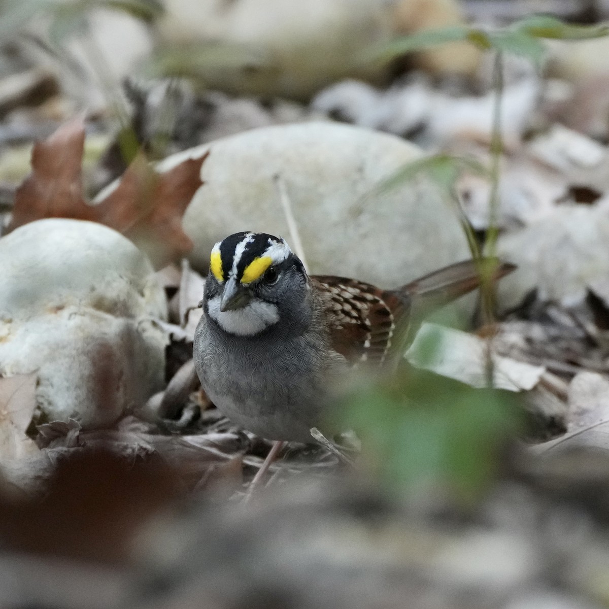 White-throated Sparrow - ML617271259