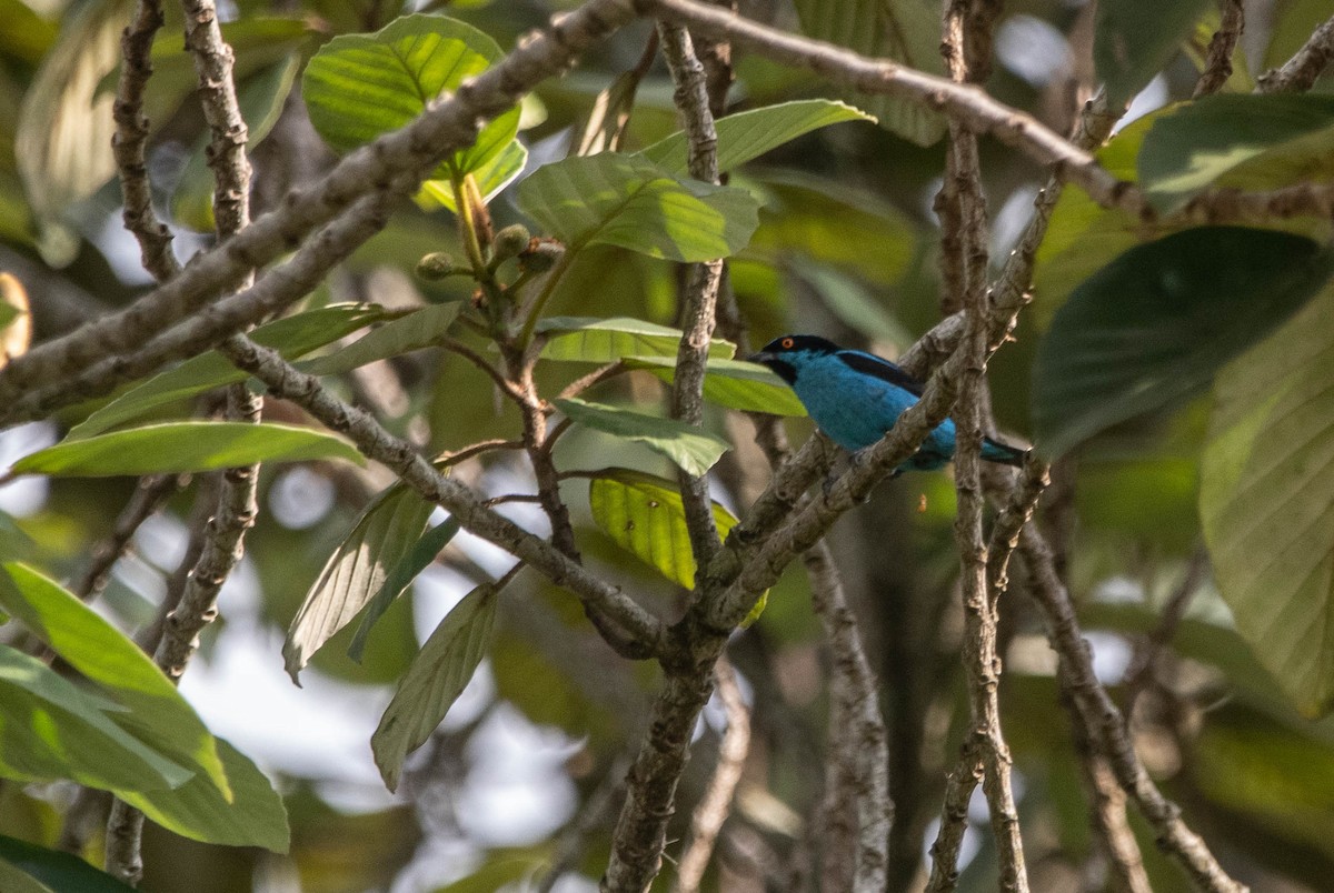 Turquoise Dacnis - ML617271270