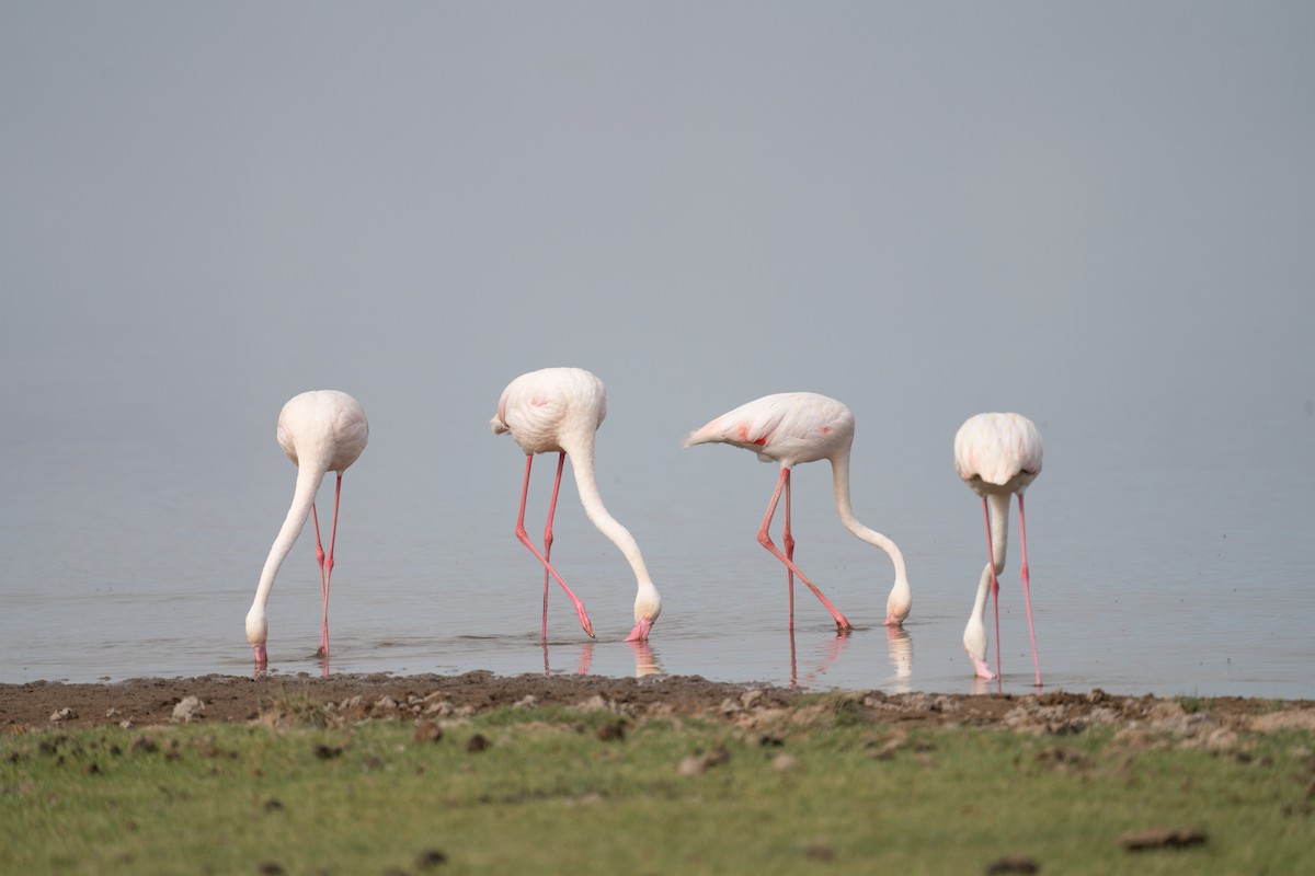 Greater Flamingo - ML617271359