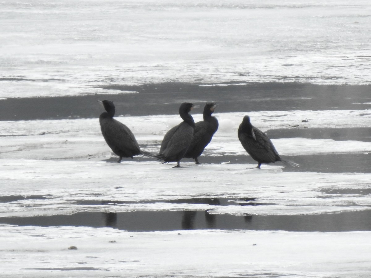 Double-crested Cormorant - Diane Jalbert