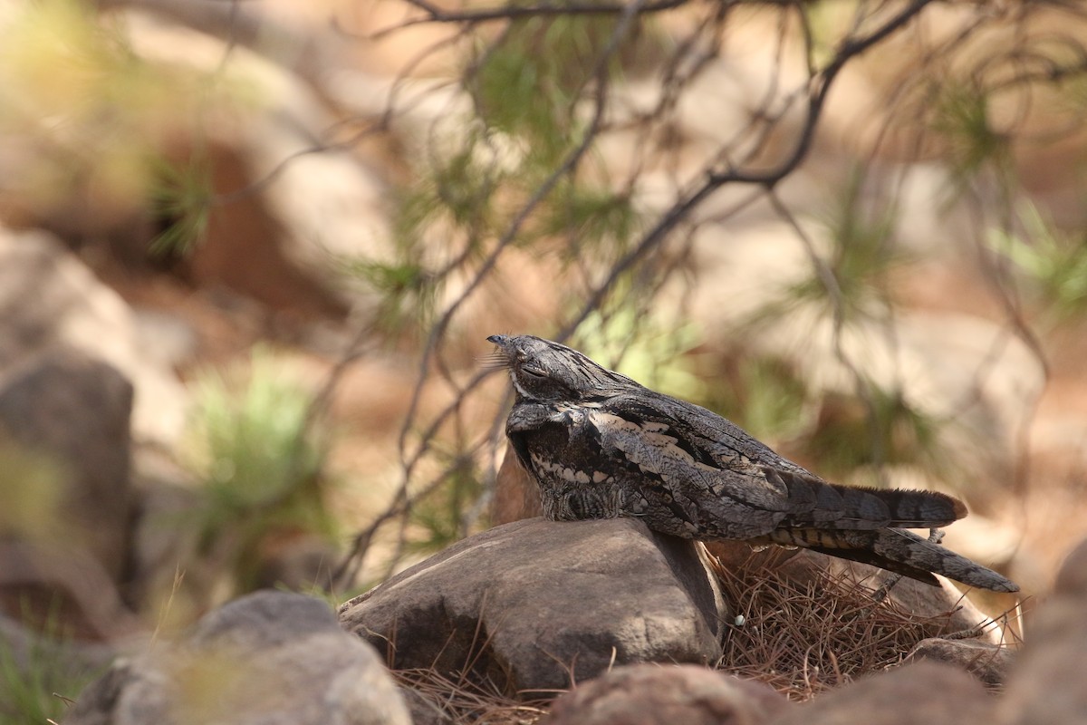 Eurasian Nightjar - ML617271409